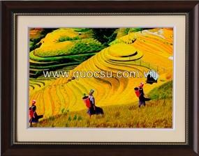 Ruộng bậc thang 1 - QS.đ-096b